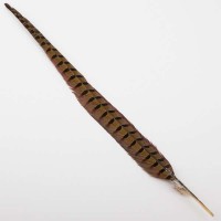 Fasanenfeder natur 40-50cm lang