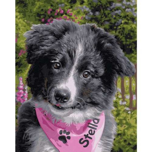 Border Collie Puppy 24 x 30 cm
